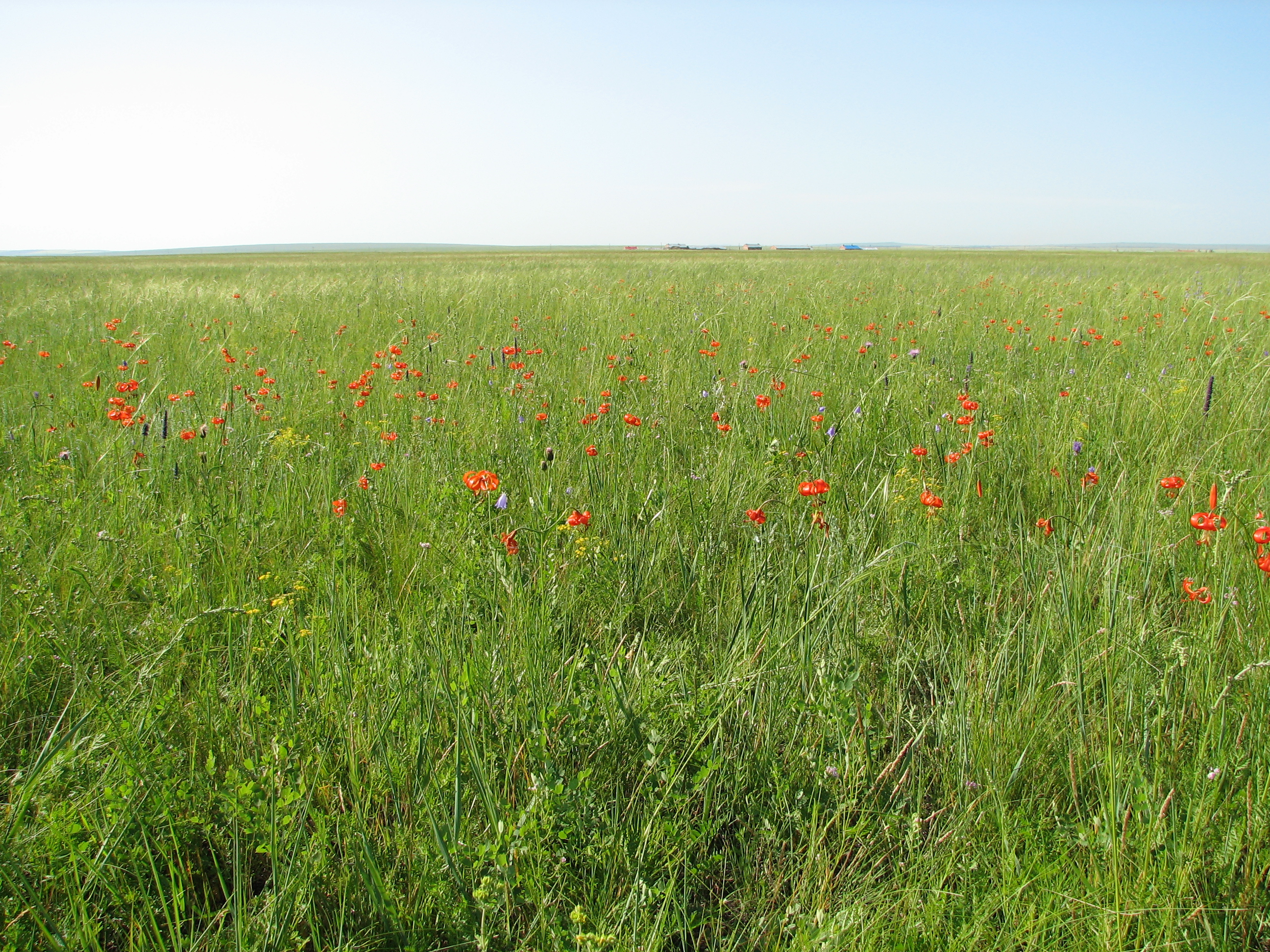 贝加尔针茅草原