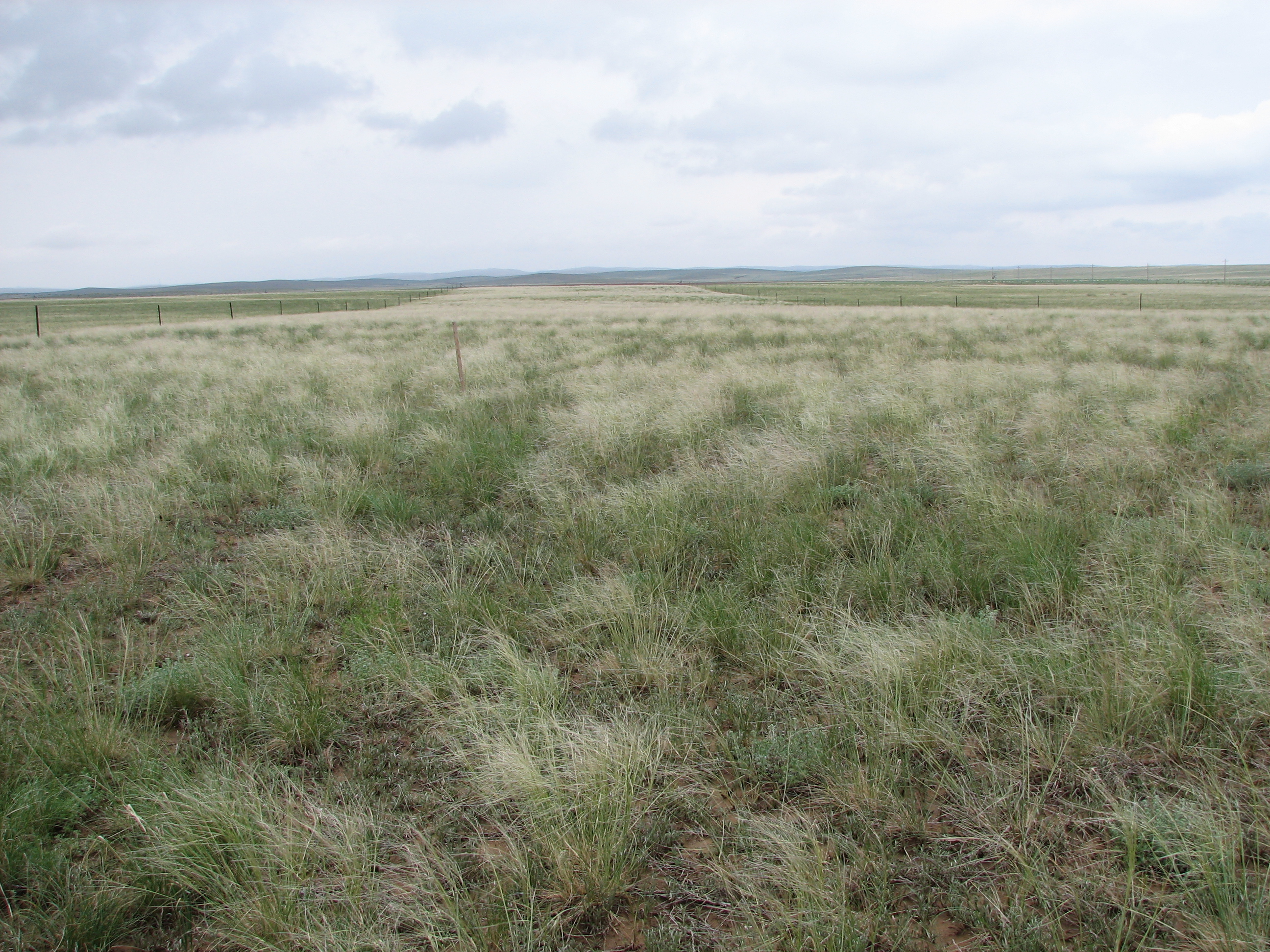 短花针茅荒漠草原-内蒙古草地生态学重点实验室